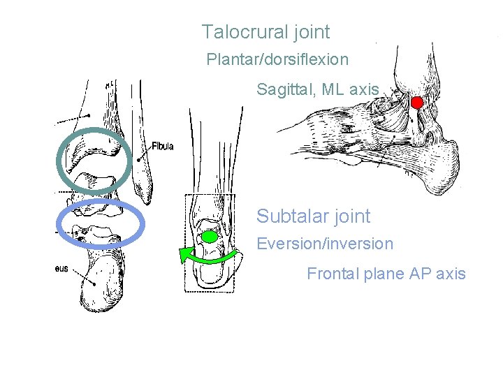 Talocrural joint Plantar/dorsiflexion Sagittal, ML axis Subtalar joint Eversion/inversion Frontal plane AP axis 