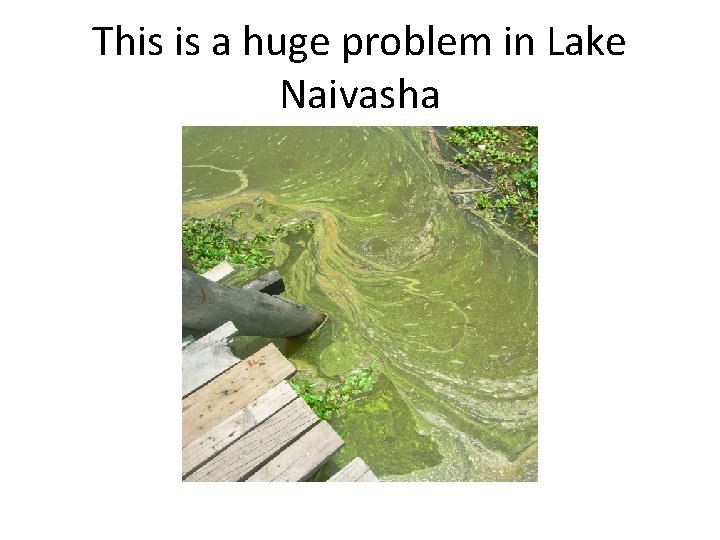 This is a huge problem in Lake Naivasha 