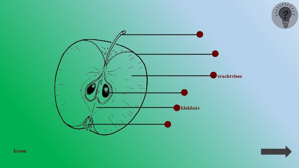 vruchtvlees klokhuis kroon 