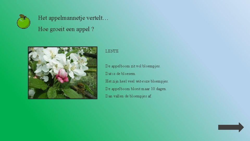 Het appelmannetje vertelt… Hoe groeit een appel ? LENTE De appelboom zit vol bloempjes.