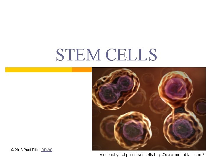 STEM CELLS © 2016 Paul Billiet ODWS Mesenchymal precursor cells http: //www. mesoblast. com/