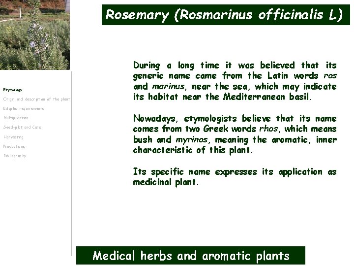 Rosemary (Rosmarinus officinalis L) Etymology Origin and description of the plant During a long