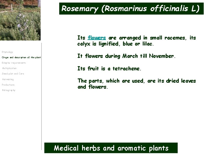 Rosemary (Rosmarinus officinalis L) Its flowers are arranged in small racemes, its calyx is