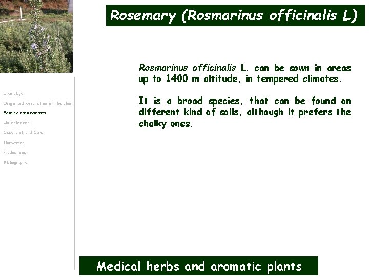 Rosemary (Rosmarinus officinalis L) Rosmarinus officinalis L. can be sown in areas up to