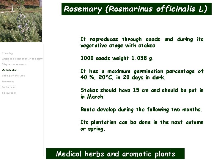 Rosemary (Rosmarinus officinalis L) It reproduces through seeds and during its vegetative stage with