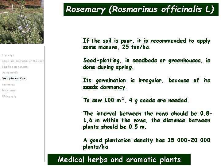 Rosemary (Rosmarinus officinalis L) If the soil is poor, it is recommended to apply