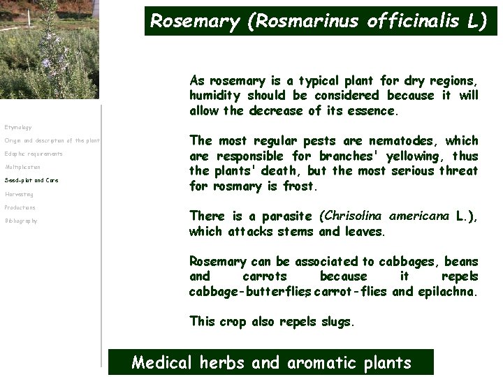 Rosemary (Rosmarinus officinalis L) As rosemary is a typical plant for dry regions, humidity