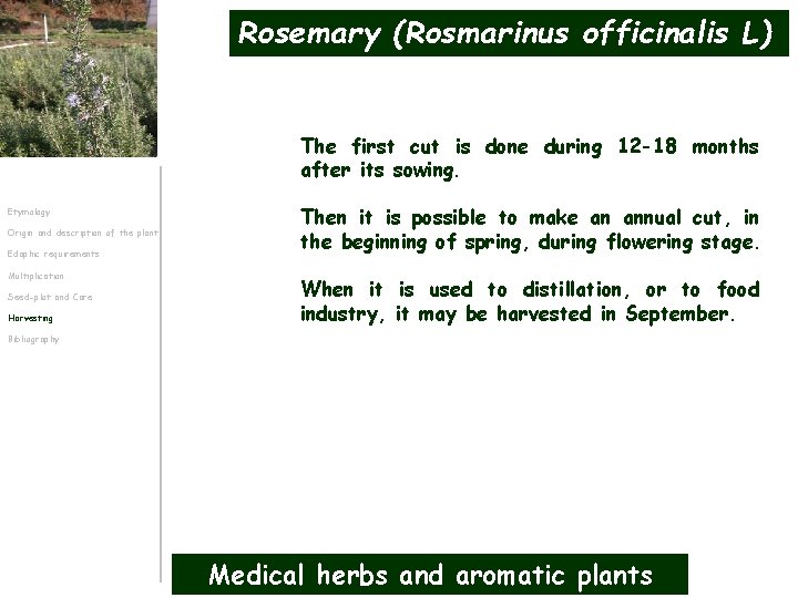 Rosemary (Rosmarinus officinalis L) The first cut is done during 12 -18 months after