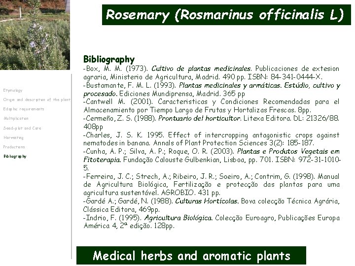Rosemary (Rosmarinus officinalis L) Bibliography Etymology Origin and description of the plant Edaphic requirements