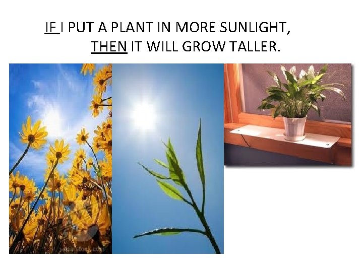 IF I PUT A PLANT IN MORE SUNLIGHT, THEN IT WILL GROW TALLER. 