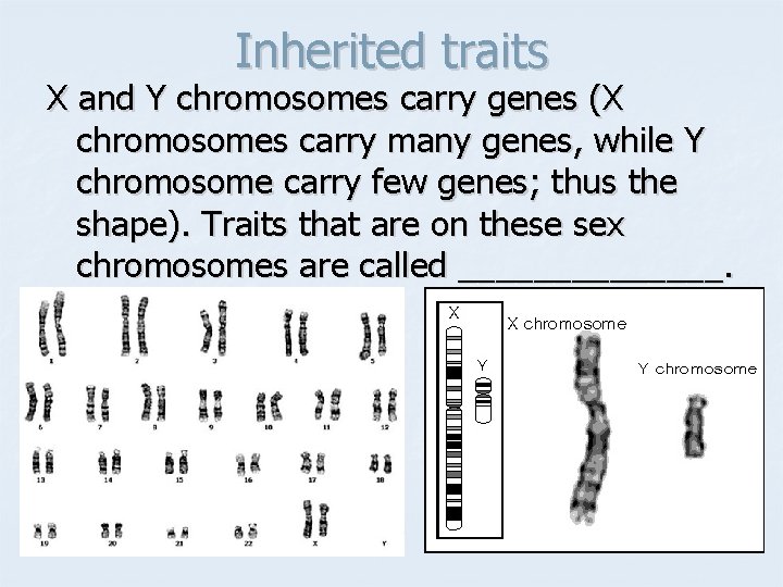 Inherited traits X and Y chromosomes carry genes (X chromosomes carry many genes, while