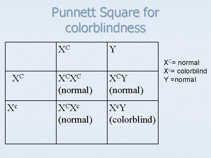 Punnett Square for colorblindness XC XC Xc Y XC XC (normal) XC Y (normal)