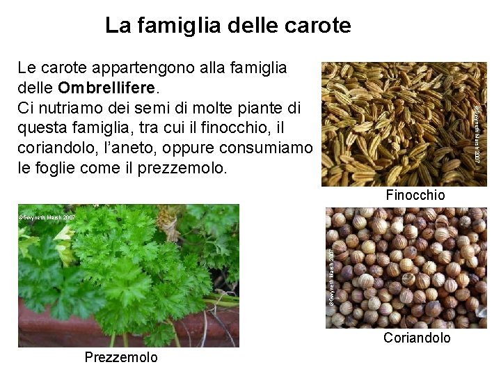 La famiglia delle carote ©Gwyneth Marsh 2007 Le carote appartengono alla famiglia delle Ombrellifere.