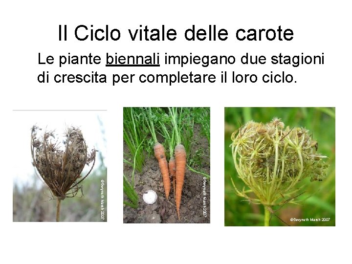 Il Ciclo vitale delle carote Le piante biennali impiegano due stagioni di crescita per