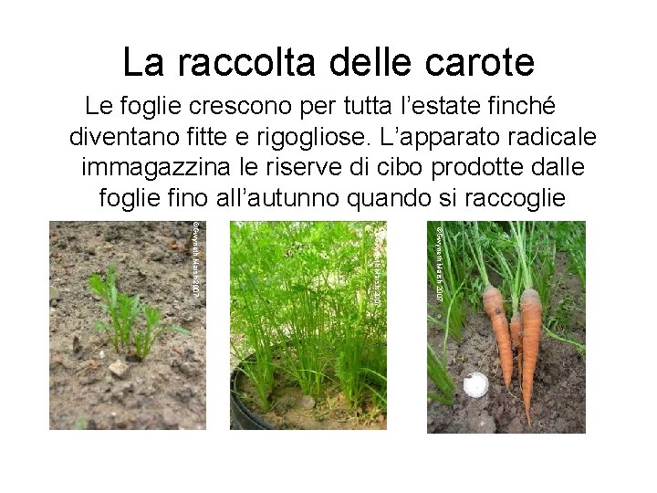 La raccolta delle carote Le foglie crescono per tutta l’estate finché diventano fitte e