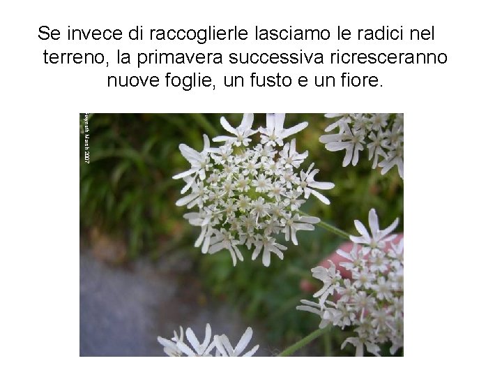 Se invece di raccoglierle lasciamo le radici nel terreno, la primavera successiva ricresceranno nuove