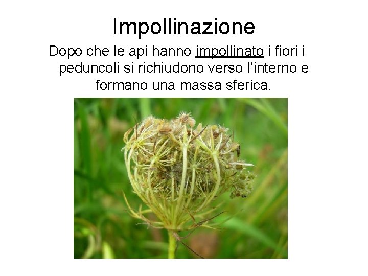 Impollinazione Dopo che le api hanno impollinato i fiori i peduncoli si richiudono verso