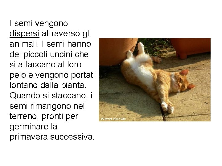 I semi vengono dispersi attraverso gli animali. I semi hanno dei piccoli uncini che