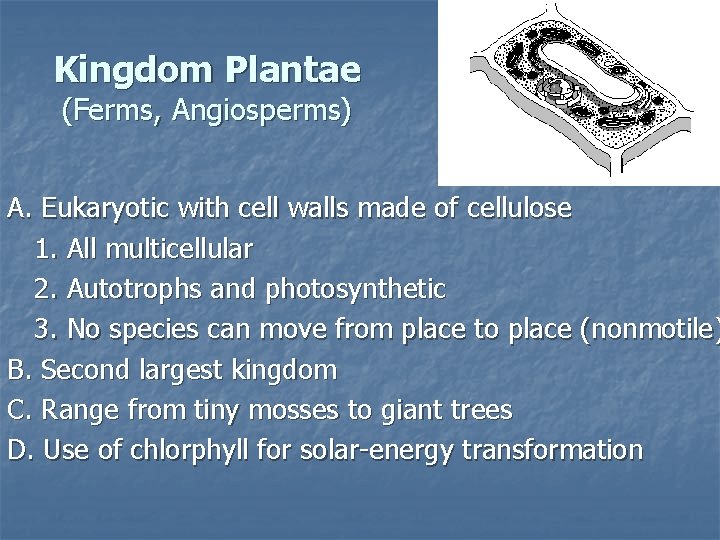 Kingdom Plantae (Ferms, Angiosperms) A. Eukaryotic with cell walls made of cellulose 1. All