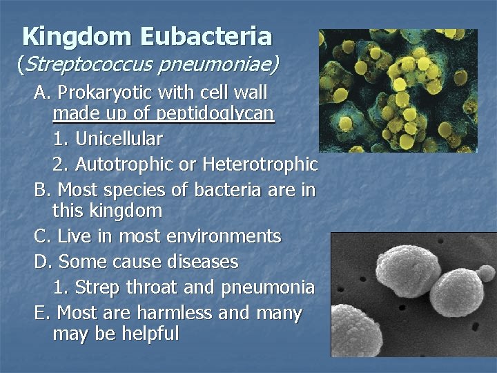 Kingdom Eubacteria (Streptococcus pneumoniae) A. Prokaryotic with cell wall made up of peptidoglycan 1.