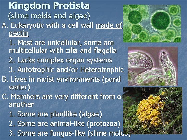 Kingdom Protista (slime molds and algae) A. Eukaryotic with a cell wall made of