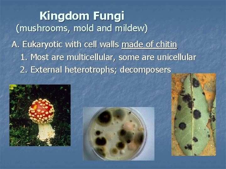 Kingdom Fungi (mushrooms, mold and mildew) A. Eukaryotic with cell walls made of chitin