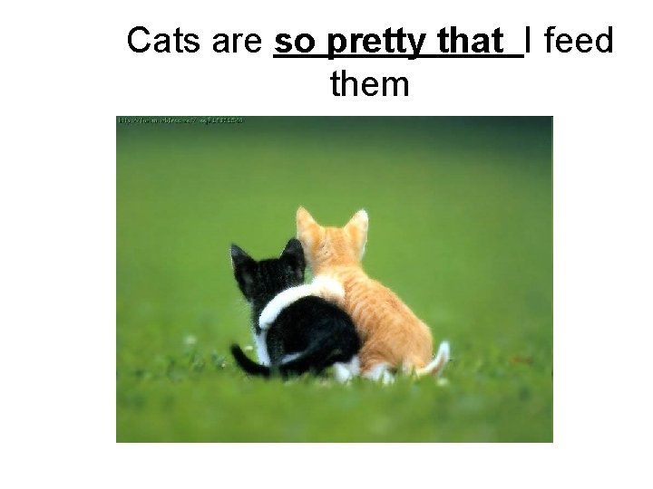 Cats are so pretty that I feed them 