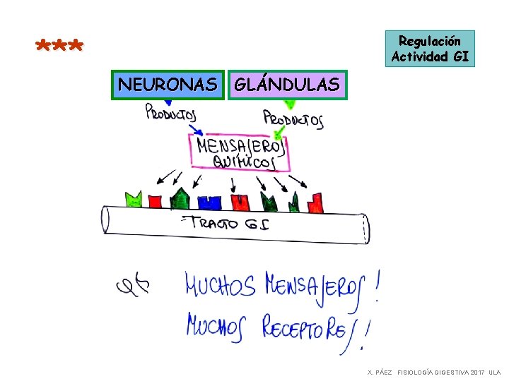 *** Regulación Actividad GI NEURONAS GLÁNDULAS X. PÁEZ FISIOLOGÍA DIGESTIVA 2017 ULA 