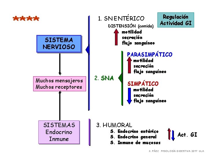 **** 1. SN ENTÉRICO DISTENSIÓN (comida) Regulación Actividad GI motilidad secreción flujo sanguíneo SISTEMA