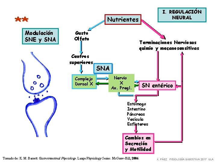 ** Modulación SNE y SNA I. REGULACIÓN NEURAL Nutrientes Gusto Olfato Centros superiores Complejo