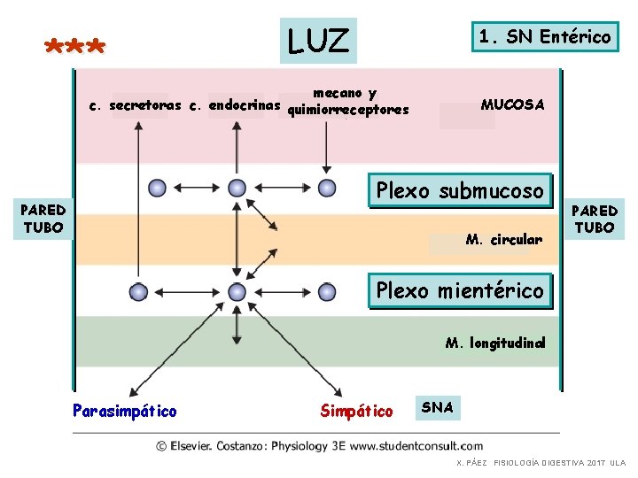 *** LUZ 1. SN Entérico mecano y c. secretoras c. endocrinas quimiorreceptores MUCOSA Plexo