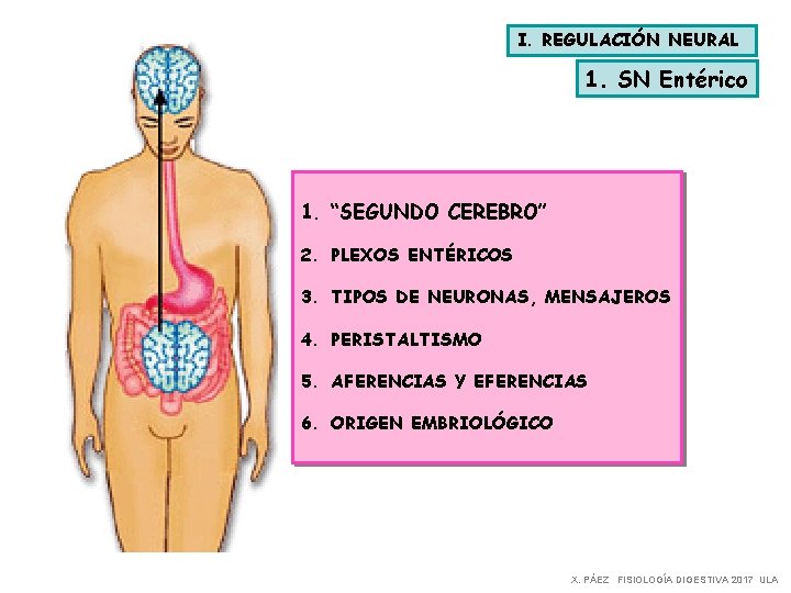 I. REGULACIÓN NEURAL 1. SN Entérico 1. “SEGUNDO CEREBRO” 2. PLEXOS ENTÉRICOS 3. TIPOS