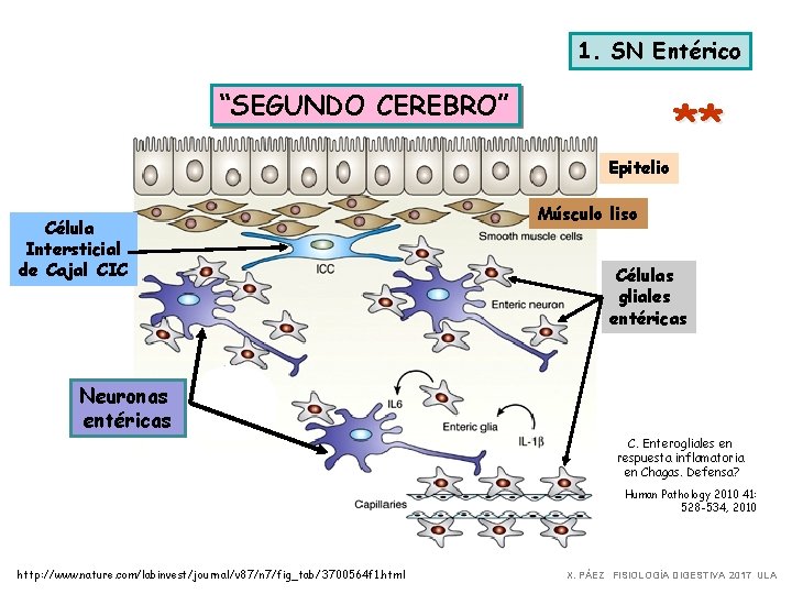 1. SN Entérico “SEGUNDO CEREBRO” Epitelio Célula Intersticial de Cajal CIC ** Músculo liso