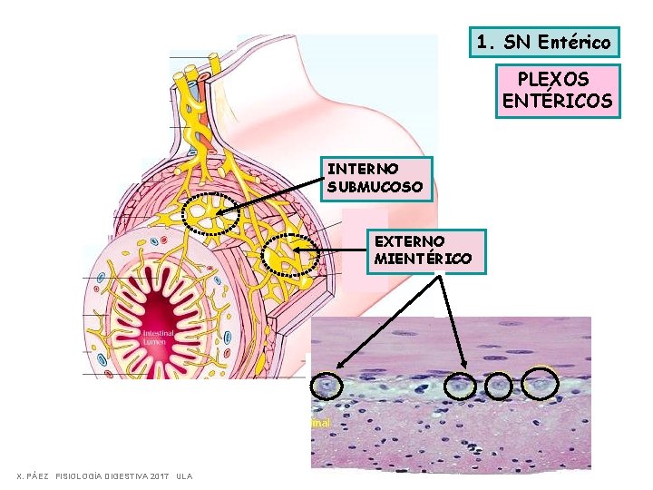 1. SN Entérico PLEXOS ENTÉRICOS INTERNO SUBMUCOSO EXTERNO MIENTÉRICO X. PÁEZ FISIOLOGÍA DIGESTIVA 2017