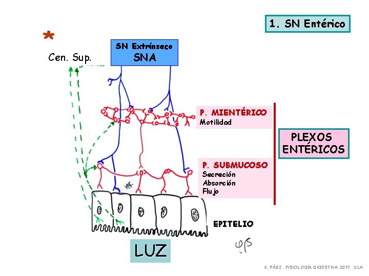 * Cen. Sup. 1. SN Entérico SN Extrínseco SNA P. MIENTÉRICO Motilidad PLEXOS ENTÉRICOS