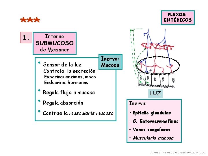 PLEXOS ENTÉRICOS *** 1. Interno SUBMUCOSO de Meissner • Sensor de la luz Controla