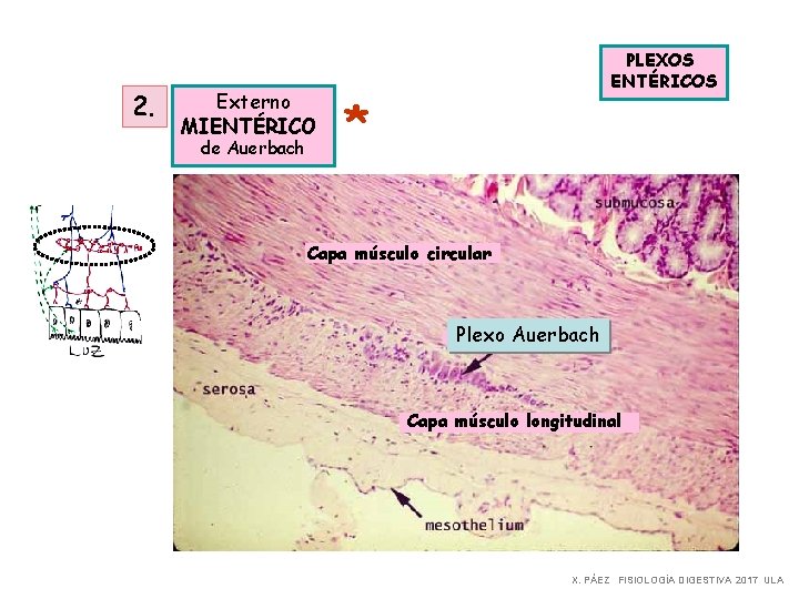 2. Externo MIENTÉRICO de Auerbach PLEXOS ENTÉRICOS * Capa músculo circular Plexo Auerbach Capa