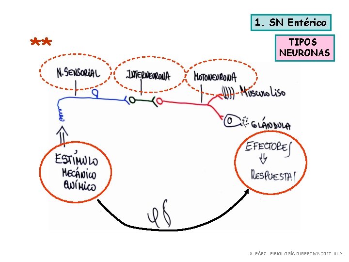 1. SN Entérico ** TIPOS NEURONAS X. PÁEZ FISIOLOGÍA DIGESTIVA 2017 ULA 