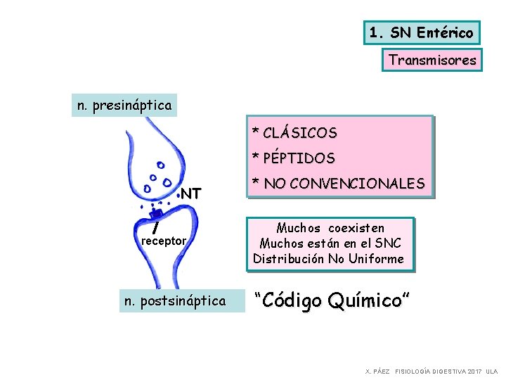 1. SN Entérico Transmisores n. presináptica * CLÁSICOS * PÉPTIDOS NT receptor n. postsináptica