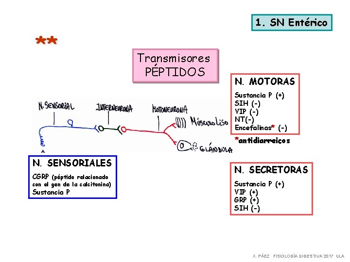 1. SN Entérico ** Transmisores PÉPTIDOS N. MOTORAS Sustancia P (+) SIH (-) VIP