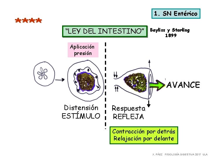**** 1. SN Entérico “LEY DEL INTESTINO” Bayliss y Starling 1899 Aplicación presión AVANCE