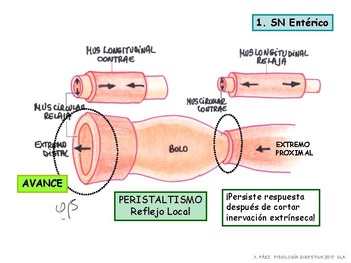 1. SN Entérico EXTREMO PROXIMAL AVANCE PERISTALTISMO Reflejo Local ¡Persiste respuesta después de cortar