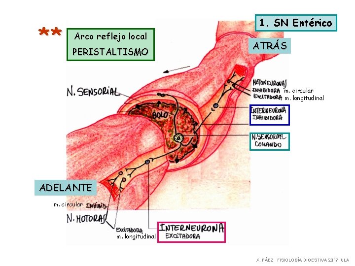 ** 1. SN Entérico Arco reflejo local PERISTALTISMO ATRÁS m. circular m. longitudinal ADELANTE