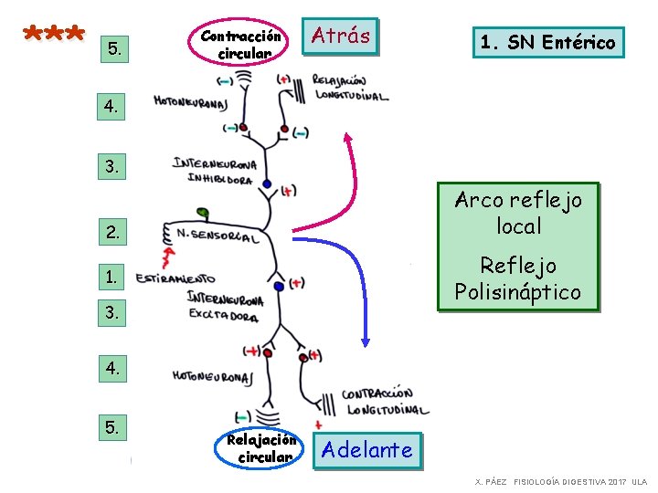 *** 5. Contracción circular Atrás 1. SN Entérico 4. 3. Arco reflejo local 2.