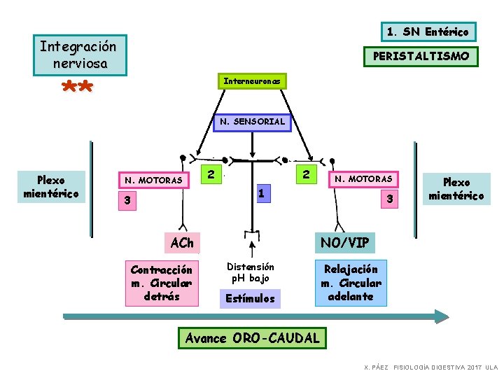 1. SN Entérico Integración nerviosa PERISTALTISMO ** Interneuronas N. SENSORIAL Plexo mientérico 2 N.