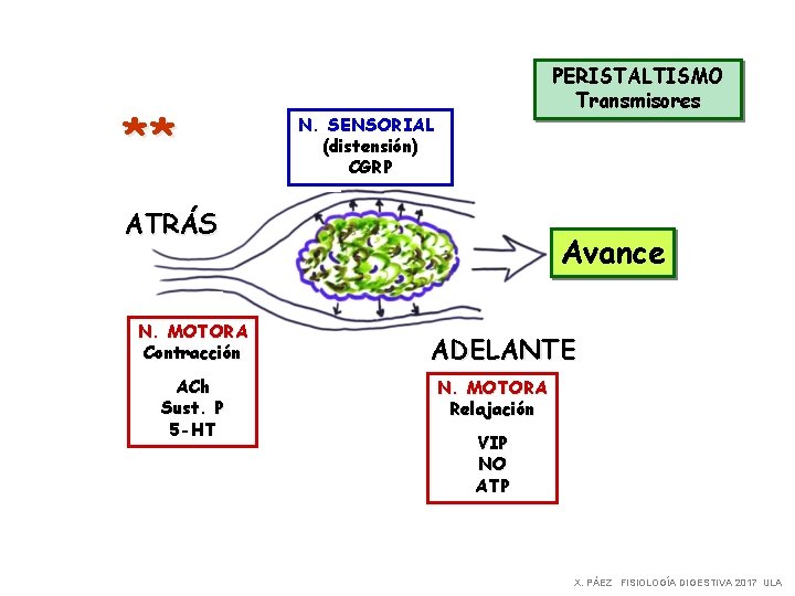 ** PERISTALTISMO Transmisores N. SENSORIAL (distensión) CGRP ATRÁS N. MOTORA Contracción ACh Sust. P