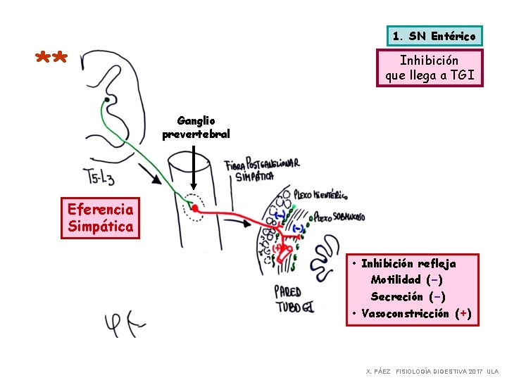 1. SN Entérico ** Inhibición que llega a TGI Ganglio prevertebral Eferencia Simpática •