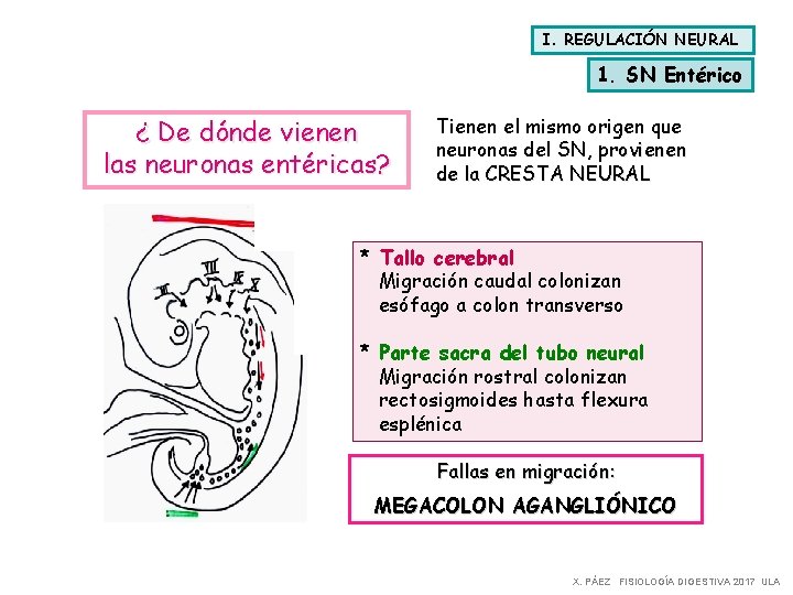 I. REGULACIÓN NEURAL 1. SN Entérico ¿ De dónde vienen las neuronas entéricas? Tienen