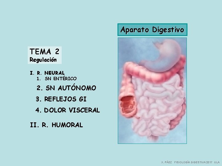 Aparato Digestivo TEMA 2 Regulación I. R. NEURAL 1. SN ENTÉRICO 2. SN AUTÓNOMO