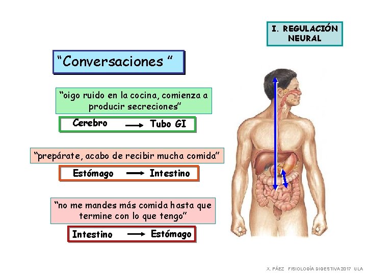 I. REGULACIÓN NEURAL “Conversaciones ” “oigo ruido en la cocina, comienza a producir secreciones”